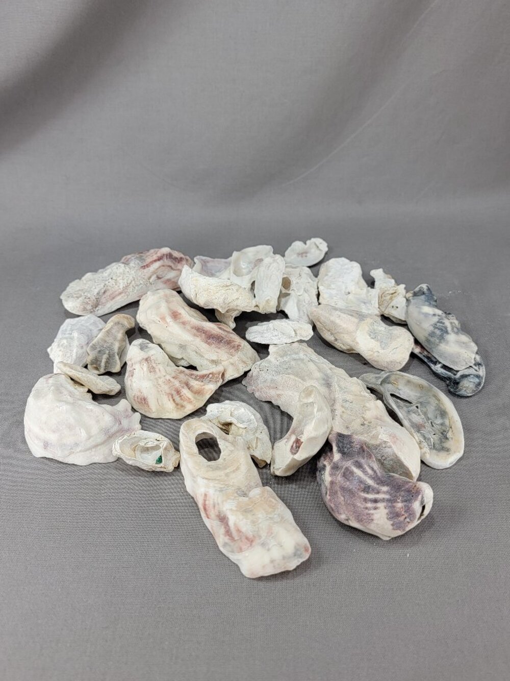 Oyster Shell Seashell Mixed Lot Nautical Beach Ocean Decor Crafts